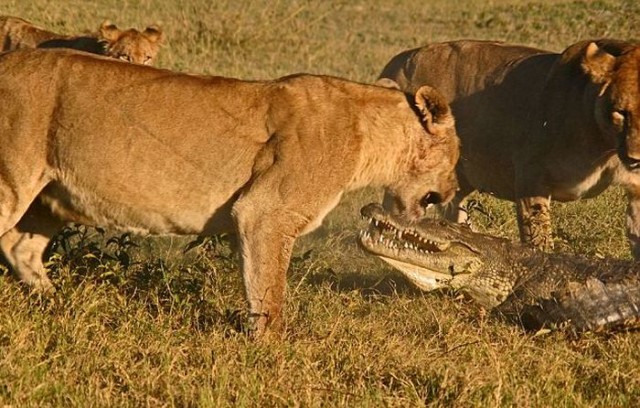 Крокодил против трех львиц