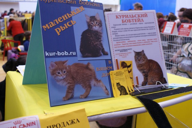 Выставка кошек