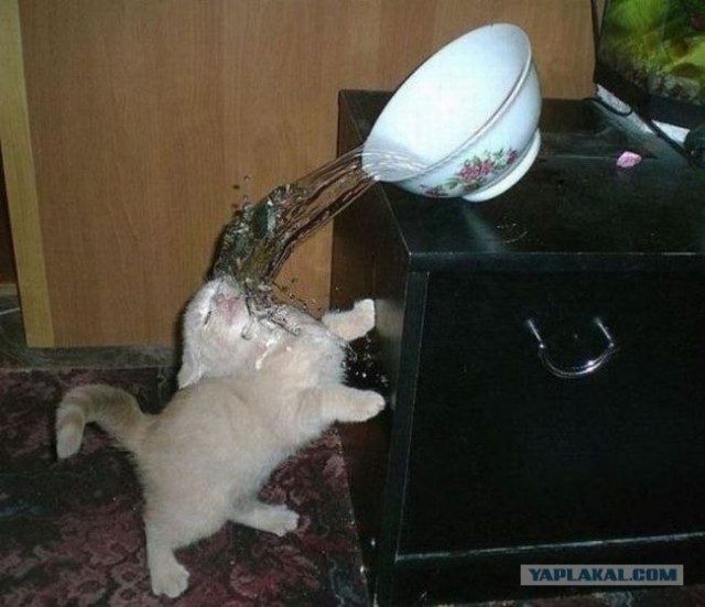 Котовторник  07.06.11