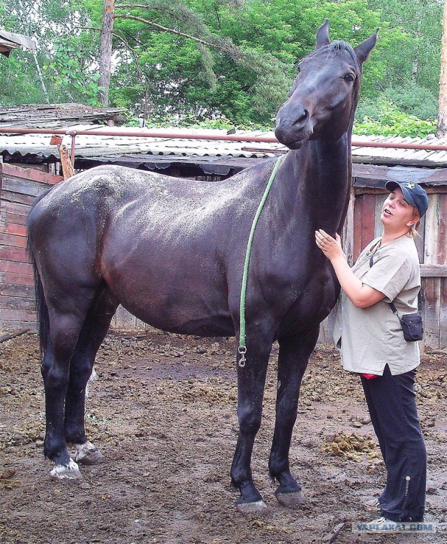 Конь и его верная мисс Грэхем