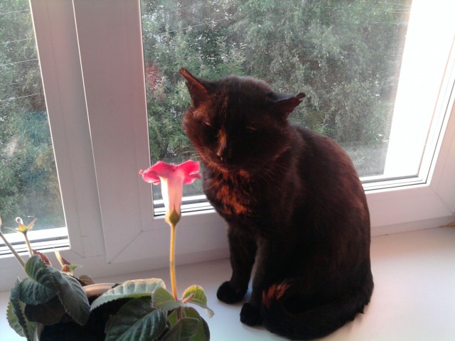 Котовторник 8 мая 2012