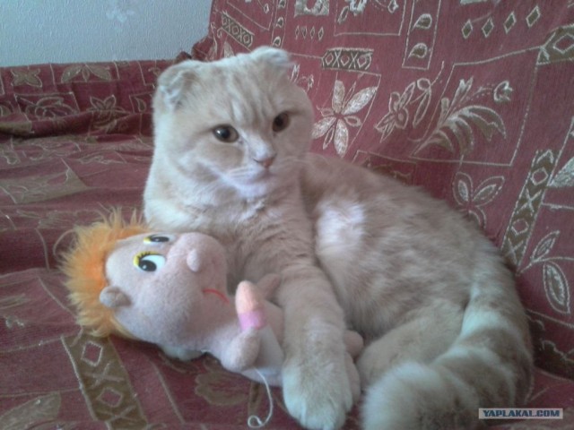 Котовторник 31.07.2012 г.