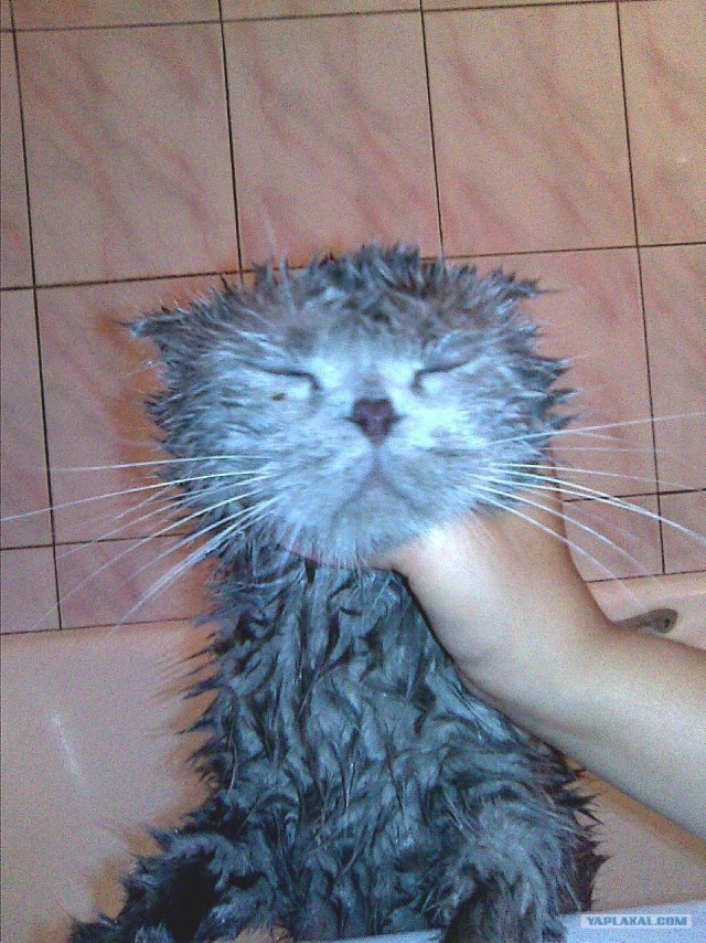 Кто?! Кто посмел обидеть маленького?!