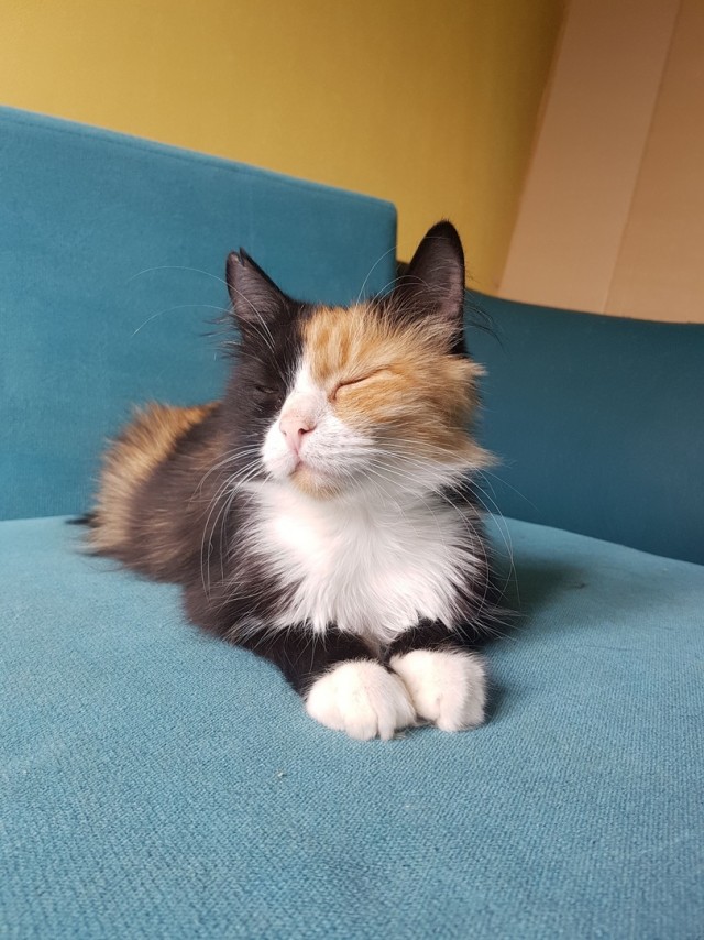 Забавные фото котеек
