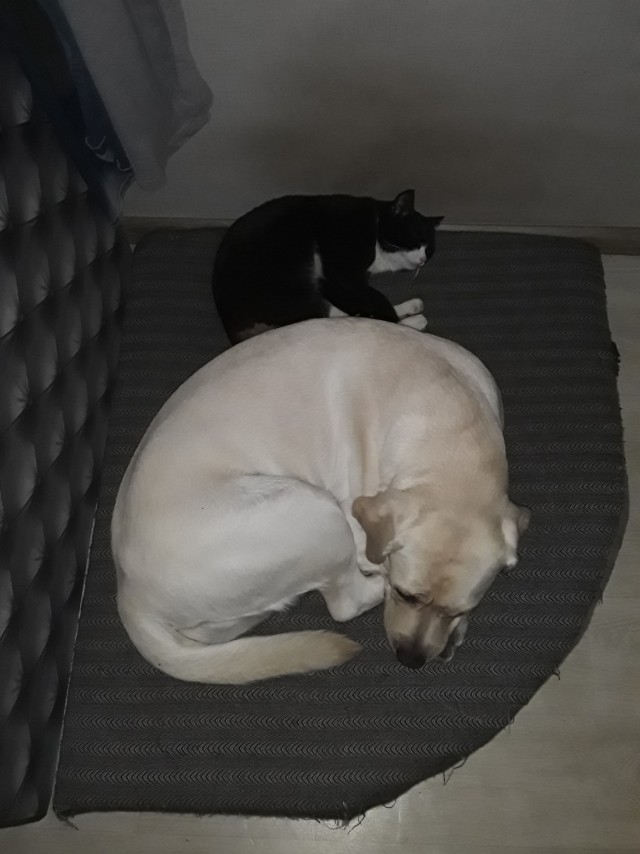 Уже не котовторник, но еще и не собакочетверг