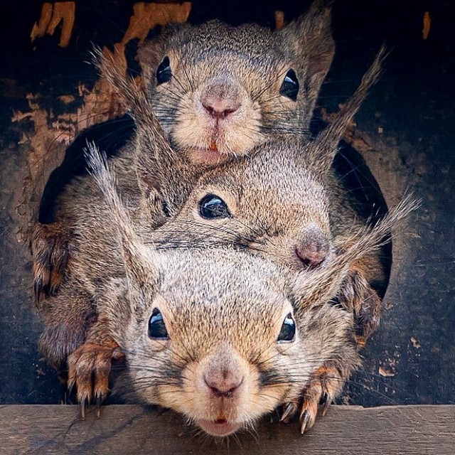 Забавные животные