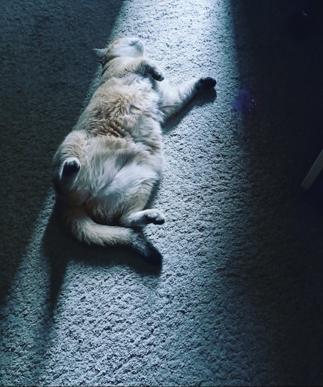 Котовторник