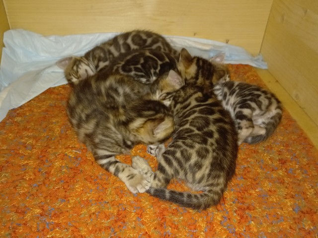 Котовторник же очередной