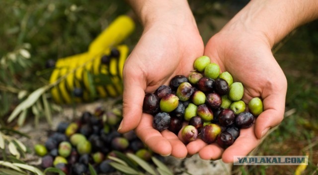 А может вы не знали...