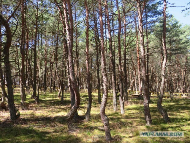 Калининград – любовь с первой прогулки…