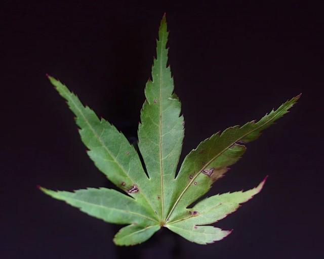 Суд Новгородской области оштрафовал женщину на 4 000 р. за пропаганду наркотиков из-за чехла с изображением конопли