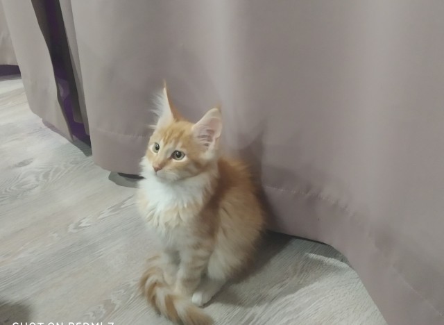Кошка