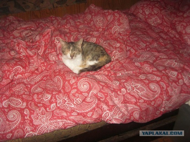 Жизнь домашнего приюта для котеек 396