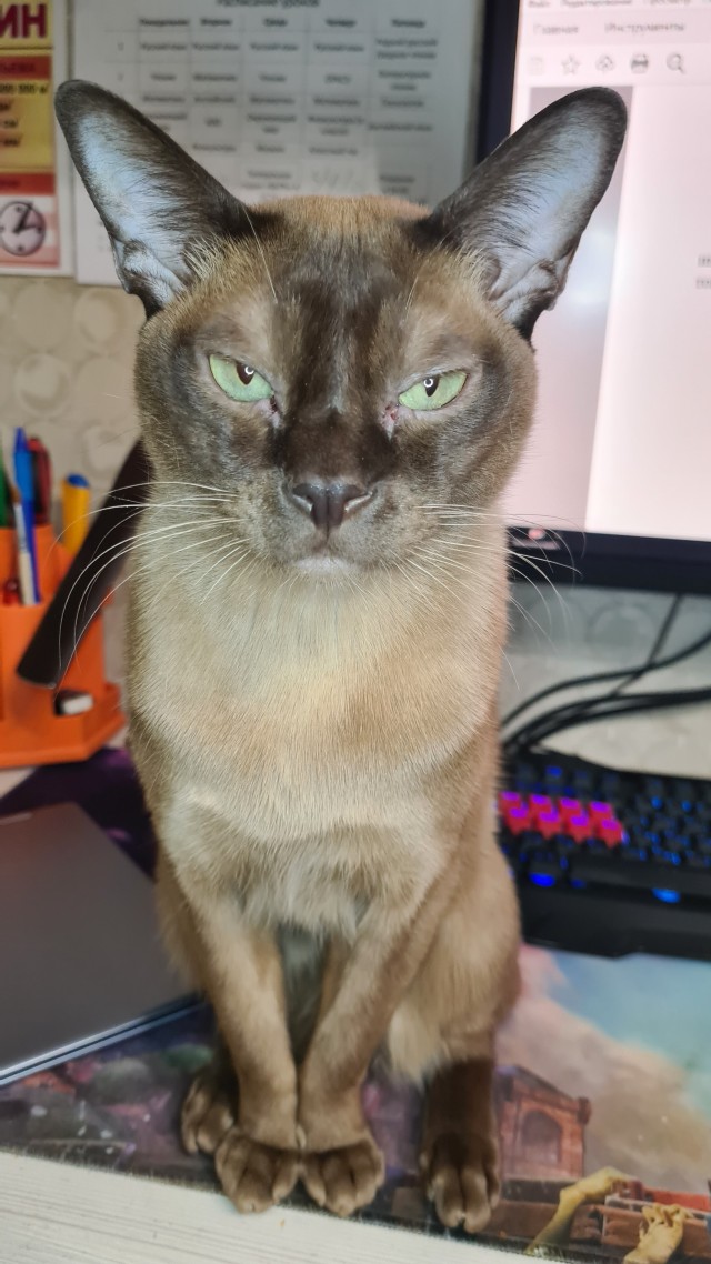 Котовторник 19.07.22