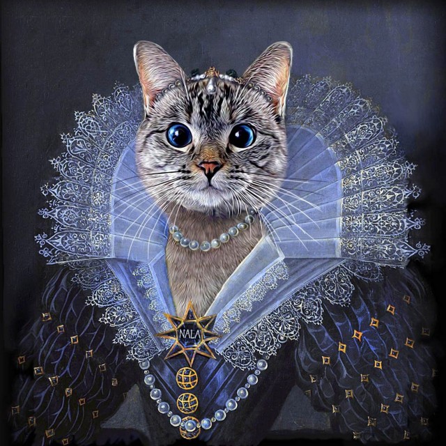 Рыцари коты
