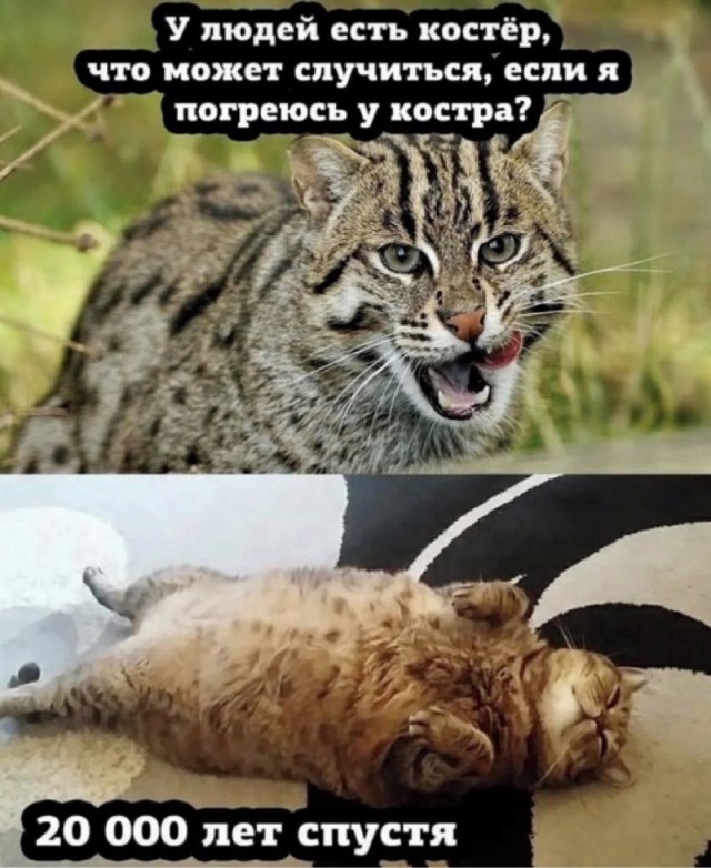 Голодный волк вышел к людям в Рыбинском районе