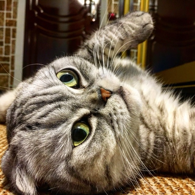К - Котовторник ☺ Пополнение