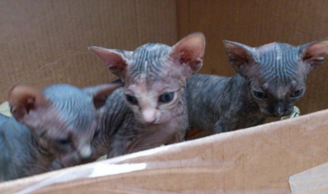 Котовторник 23.04.2013