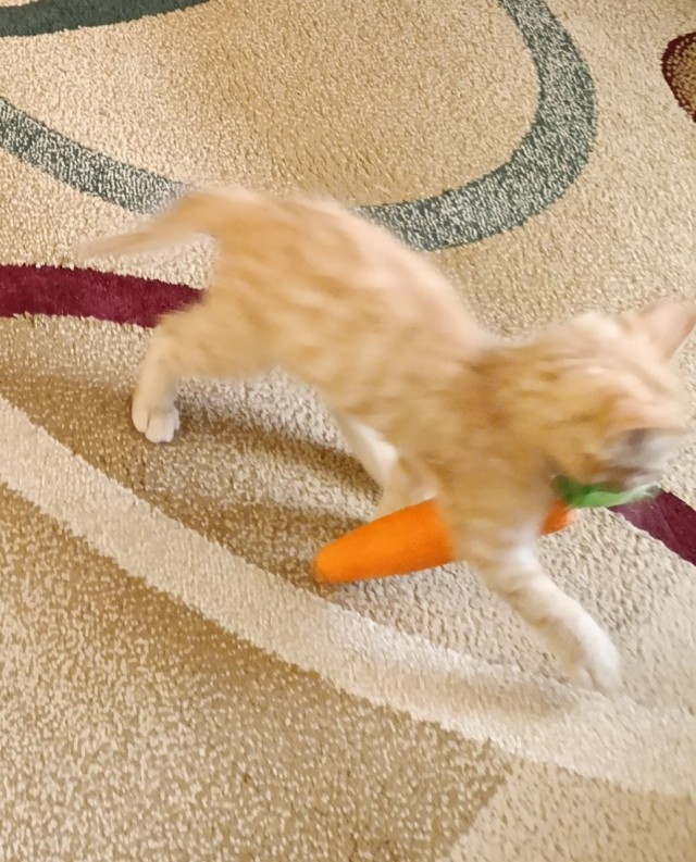 Мой кот