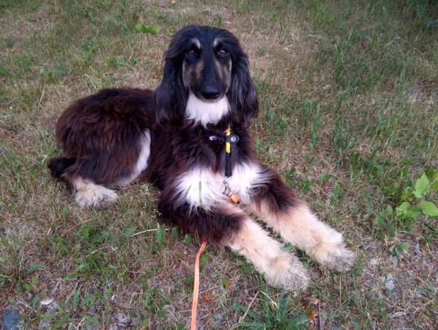 Ну поиграй со мной! Собакочетверг.