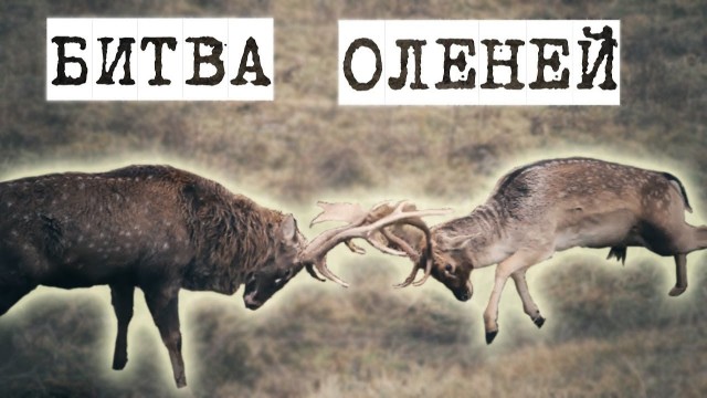 В Белгороде две пьяные компании устроили кровавую драку из-за откровенного купальника