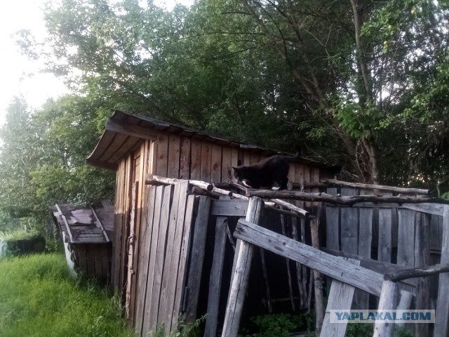 История одного котенка