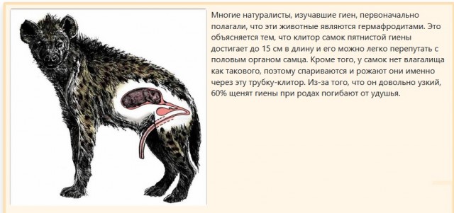 Бесполезная информация
