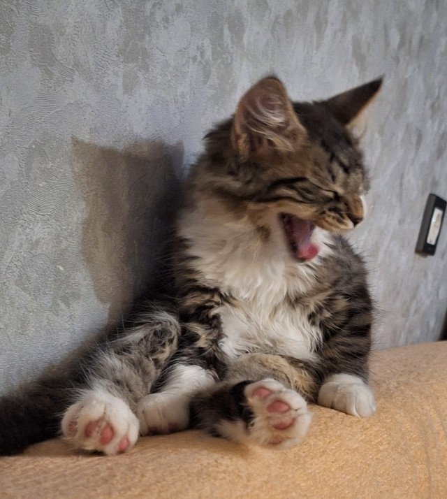 К котовторнику)