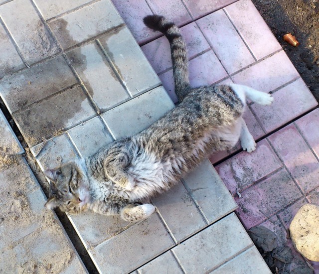 Котовторник 9.07.2013