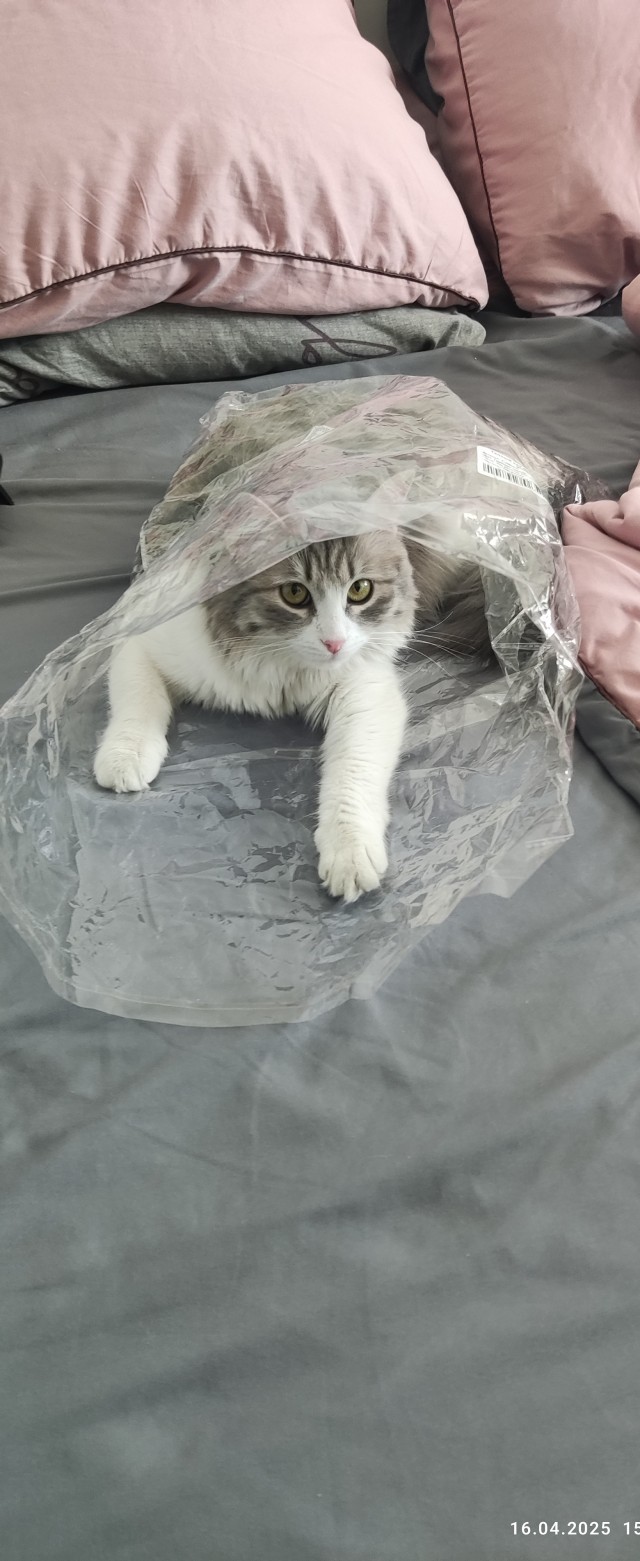 Чутка кошек