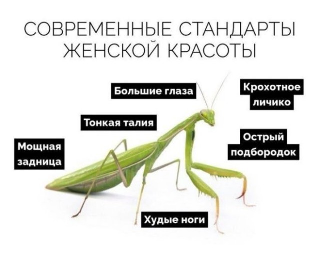 Веселые картинки в маленькую пятницу (21.01)