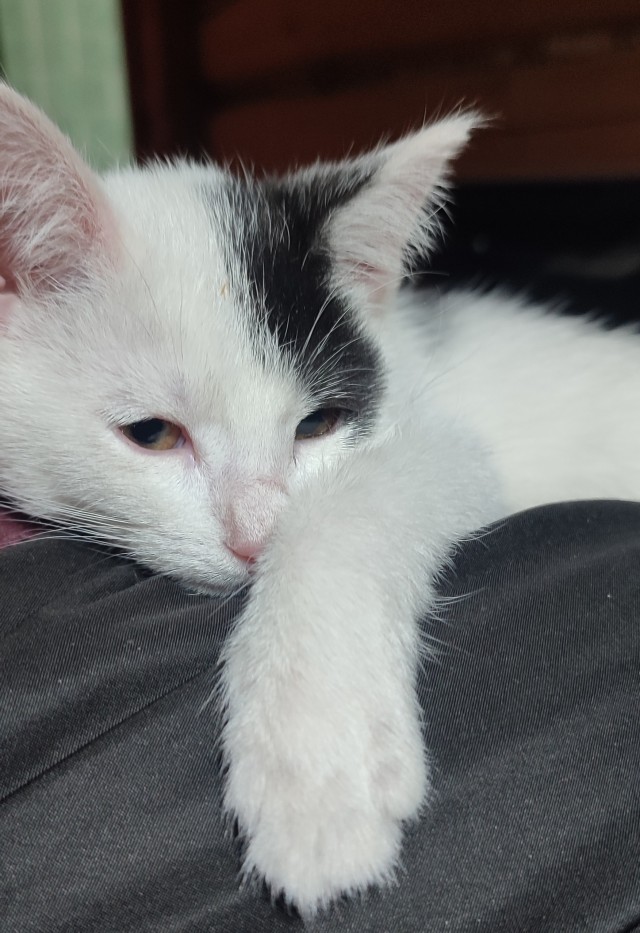 Сегодня котовторник.