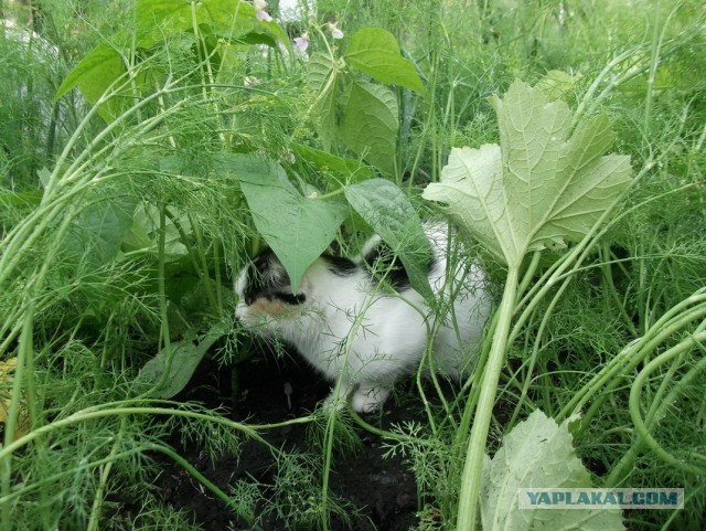 Котовторник 23.07.2013