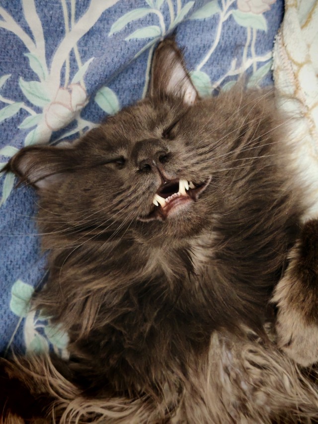Котовторник же!