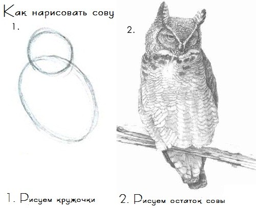 Как нарисовать сову