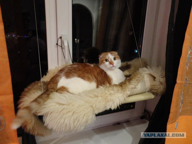 Котовторник 18.03.2014
