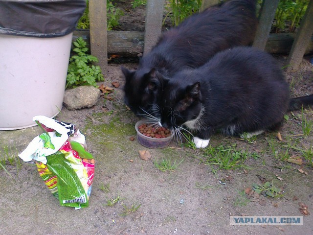 Котовторник 04.11.2014