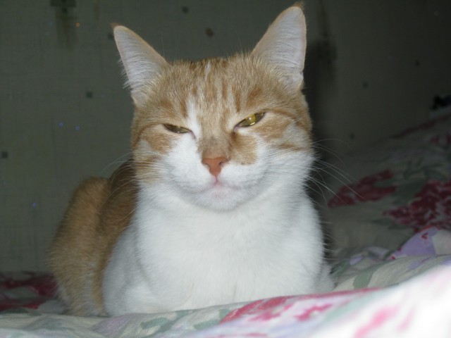 Котовоскресенье