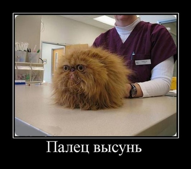 Картинки