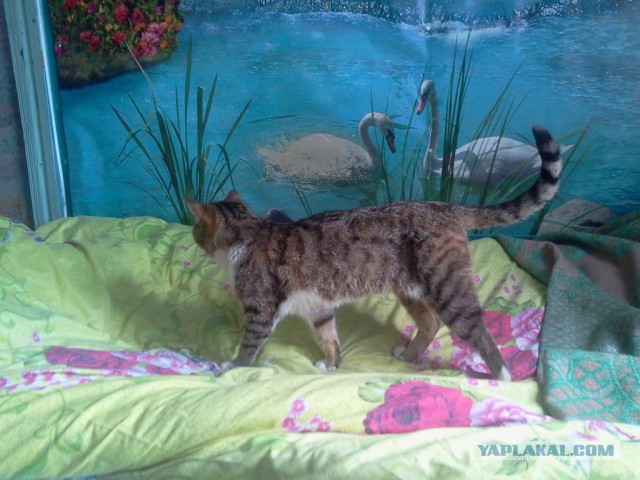 Котовторник