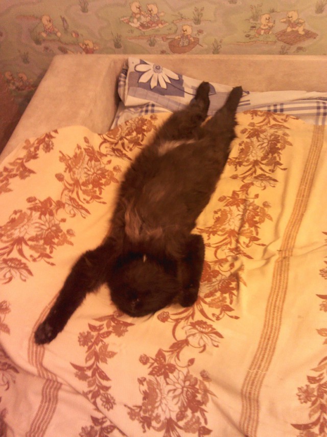 Жизнь Черного кота