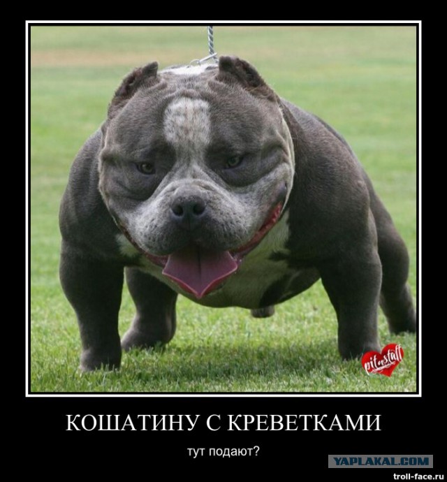 Про кошаков и их хозяев