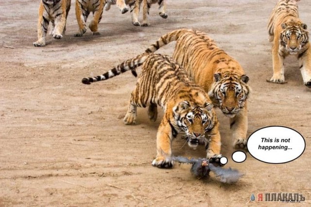 ДИКИЕ КОШКИ