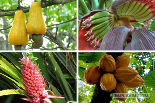 Как растет еда в естественной среде