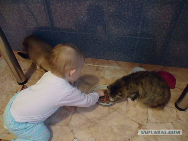 Первый кот в нашей жизни