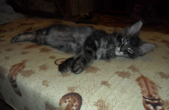 Котовторник 15.03