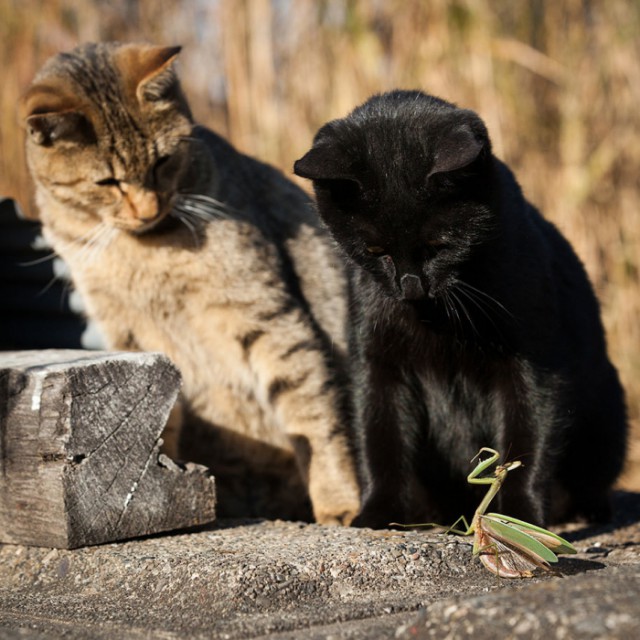 Выборка фотогеничных котэнов