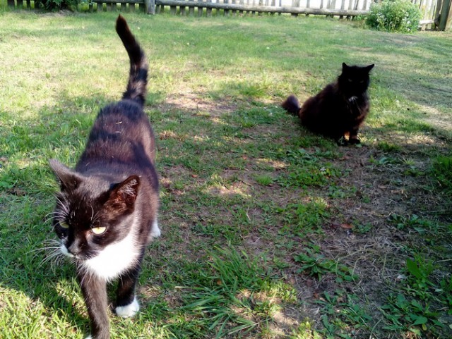 Котовторник 25.10. 2016
