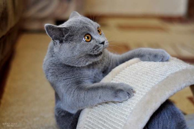 Коты из сети