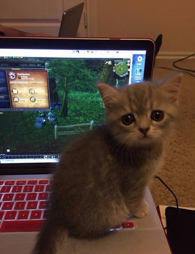 Коты из сети